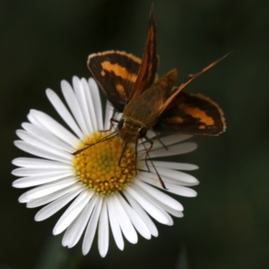 Ocybadistes walkeri at Ainslie, ACT - 17 Mar 2019