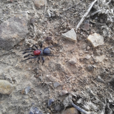Missulena occatoria (Red-headed Mouse Spider) at Hackett, ACT - 21 Mar 2019 by arjay