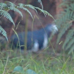 Leucosarcia melanoleuca (Wonga Pigeon) at Bournda, NSW - 9 Mar 2019 by RossMannell