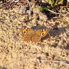 Junonia villida (Meadow Argus) at Bournda, NSW - 9 Mar 2019 by RossMannell