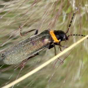 Chauliognathus lugubris at O'Connor, ACT - 13 Mar 2019 10:49 AM