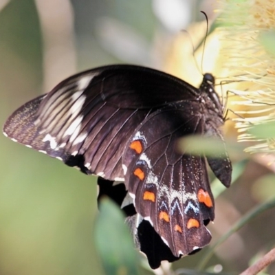 Papilio aegeus (Orchard Swallowtail, Large Citrus Butterfly) at Bournda, NSW - 9 Mar 2019 by RossMannell