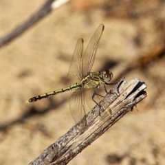 Orthetrum caledonicum (Blue Skimmer) at Bournda, NSW - 9 Mar 2019 by RossMannell