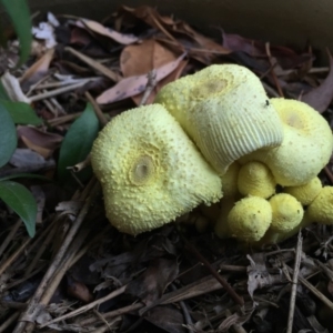 Leucocoprinus birnbaumii at Hackett, ACT - 22 Mar 2019