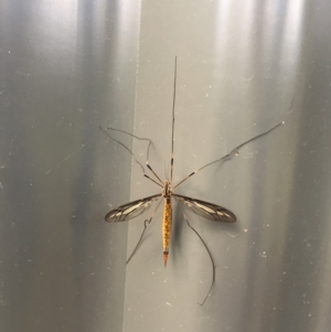 Ptilogyna sp. (genus) at Hackett, ACT - 21 Mar 2019 12:25 PM