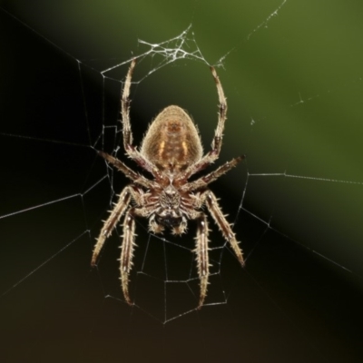 Hortophora sp. (genus) (Garden orb weaver) at ANBG - 21 Mar 2019 by AlisonMilton