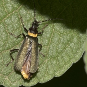 Chauliognathus lugubris at Acton, ACT - 21 Mar 2019