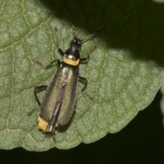 Chauliognathus lugubris at Acton, ACT - 21 Mar 2019