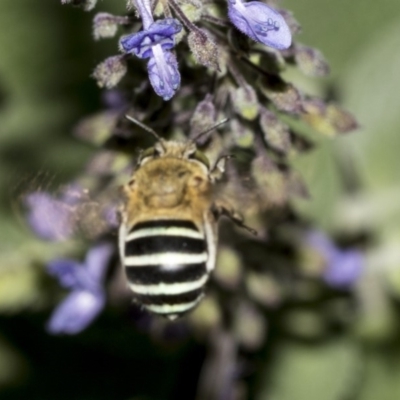 Amegilla (Zonamegilla) asserta (Blue Banded Bee) at Acton, ACT - 21 Mar 2019 by AlisonMilton