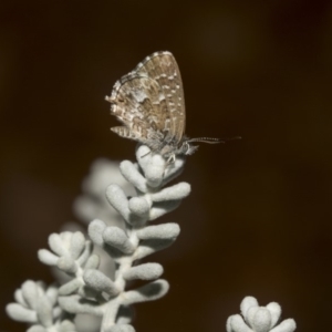 Theclinesthes serpentata at Hackett, ACT - 21 Mar 2019