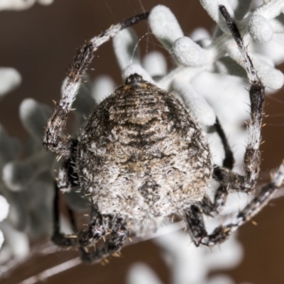 Socca pustulosa (Knobbled Orbweaver) at ANBG - 21 Mar 2019 by AlisonMilton