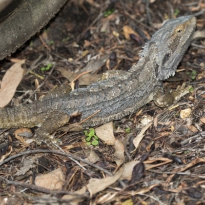 Pogona barbata (Eastern Bearded Dragon) at Acton, ACT - 21 Mar 2019 by AlisonMilton