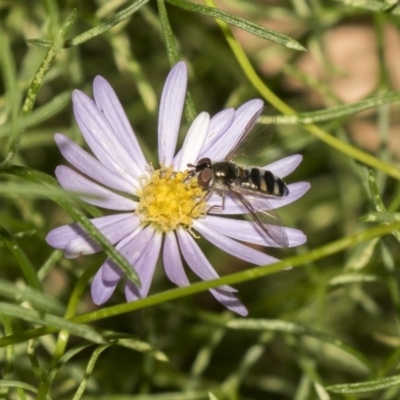 Melangyna viridiceps (Hover fly) at ANBG - 21 Mar 2019 by AlisonMilton