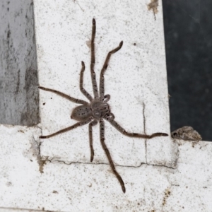 Isopeda sp. (genus) at Acton, ACT - 21 Mar 2019