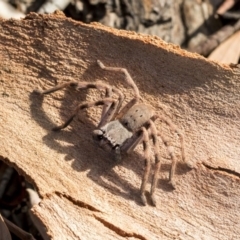 Isopeda sp. (genus) (Huntsman Spider) at Higgins, ACT - 20 Mar 2019 by AlisonMilton