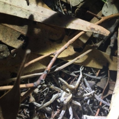 Tasmanicosa godeffroyi (Garden Wolf Spider) at Ainslie, ACT - 21 Mar 2019 by Caitlinplatt