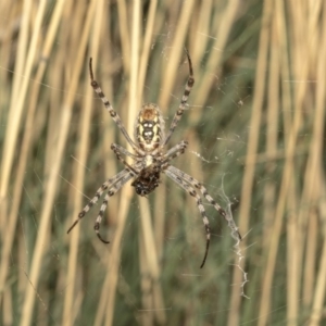 Argiope trifasciata at Hackett, ACT - 21 Mar 2019