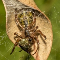 Phonognatha graeffei (Leaf Curling Spider) at Acton, ACT - 21 Mar 2019 by AlisonMilton