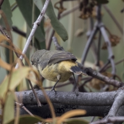 Acanthiza reguloides (Buff-rumped Thornbill) at Hawker, ACT - 10 Mar 2019 by Alison Milton