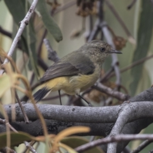 Acanthiza reguloides at Hawker, ACT - 10 Mar 2019