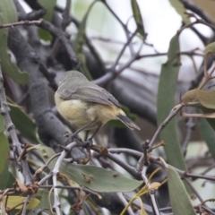 Acanthiza reguloides at Hawker, ACT - 10 Mar 2019