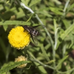 Villa sp. (genus) (Unidentified Villa bee fly) at Hackett, ACT - 16 Mar 2019 by AlisonMilton