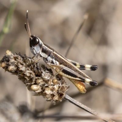 Macrotona australis (Common Macrotona Grasshopper) at Flynn, ACT - 11 Mar 2019 by AlisonMilton