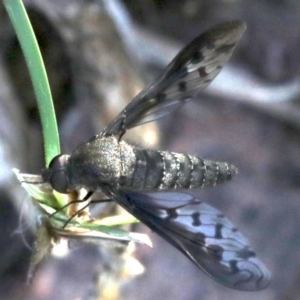 Aleucosia sp. (genus) at Majura, ACT - 12 Mar 2019