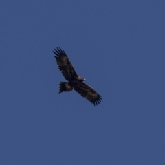 Aquila audax (Wedge-tailed Eagle) at Tuggeranong DC, ACT - 20 Mar 2019 by AlisonMilton