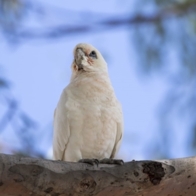 Cacatua sanguinea (Little Corella) at Greenway, ACT - 20 Mar 2019 by AlisonMilton