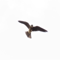 Falco longipennis (Australian Hobby) at Farrer Ridge - 22 Mar 2019 by KumikoCallaway