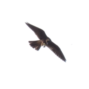 Falco longipennis at Farrer, ACT - 22 Mar 2019 03:13 PM