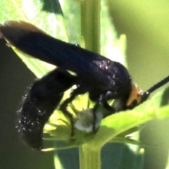 Scolia (Discolia) verticalis (Yellow-headed hairy flower wasp) at Paddys River, ACT - 21 Feb 2019 by jbromilow50