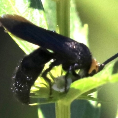 Scolia (Discolia) verticalis (Yellow-headed hairy flower wasp) at Paddys River, ACT - 21 Feb 2019 by jbromilow50