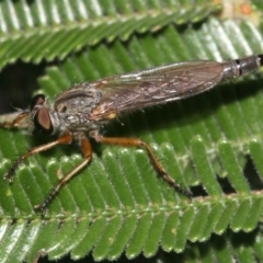 Cerdistus sp. (genus) (Yellow Slender Robber Fly) at Majura, ACT - 2 Mar 2019 by jbromilow50