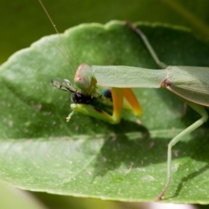 Orthodera ministralis at Murrumbateman, NSW - 22 Mar 2019