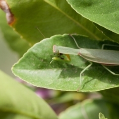 Orthodera ministralis at Murrumbateman, NSW - 22 Mar 2019