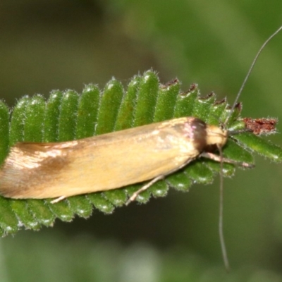 Phauloplana illuta (A concealer moth) at Majura, ACT - 2 Mar 2019 by jbromilow50