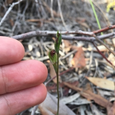 Speculantha rubescens (Blushing Tiny Greenhood) at Aranda, ACT - 22 Mar 2019 by TobiasHayashi