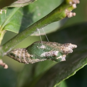 Papilio anactus at Murrumbateman, NSW - 22 Mar 2019