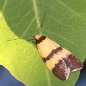 Heteroteucha translatella at Majura, ACT - 3 Mar 2019 07:14 AM