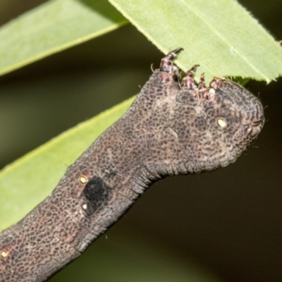 Geometridae (family) IMMATURE (Unidentified IMMATURE Geometer moths) at Higgins, ACT - 17 Mar 2019 by AlisonMilton