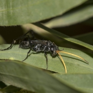 Pompilidae (family) at Higgins, ACT - 18 Mar 2019