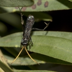 Pompilidae (family) at Higgins, ACT - 18 Mar 2019 09:57 AM