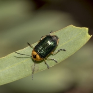 Aporocera (Aporocera) consors at Higgins, ACT - 18 Mar 2019 10:08 AM