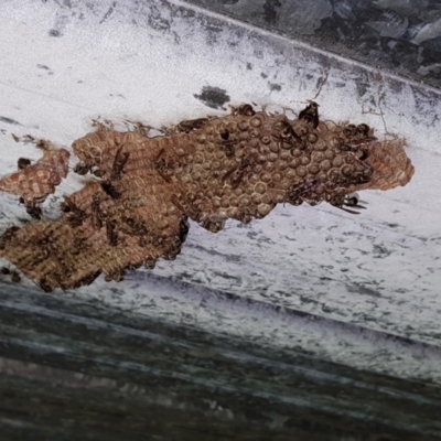 Ropalidia plebeiana (Small brown paper wasp) at Eden, NSW - 24 Mar 2019 by Allan