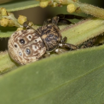 Cymbacha ocellata (Crab spider) at Higgins, ACT - 17 Mar 2019 by AlisonMilton