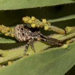 Cymbacha ocellata at Higgins, ACT - 18 Mar 2019