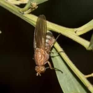 Lauxaniidae (family) at Higgins, ACT - 18 Mar 2019