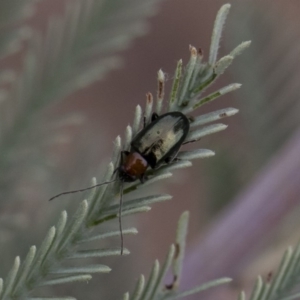 Adoxia benallae at Michelago, NSW - 17 Mar 2019 12:32 PM